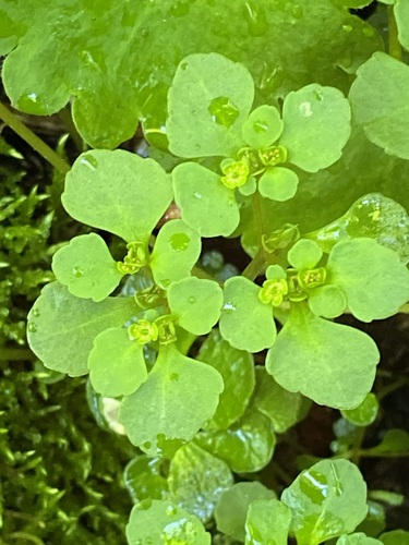 Chrysosplenium kamtschaticum iNat (2)