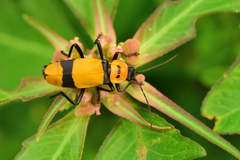 Chauliognathus nigrocinctus