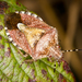 Dolycoris baccarum - Photo (c) Jarvo, alguns direitos reservados (CC BY-NC)