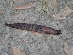 Limax dacampi