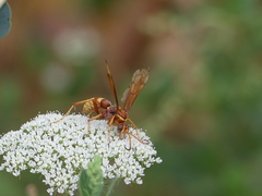 Poecilopompilus algidus