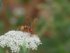 Poecilopompilus algidus