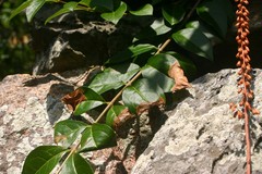 Gracillaria syringella