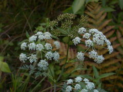 Conioselinum chinense