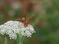 Poecilopompilus algidus