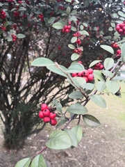 Cotoneaster acuminatus