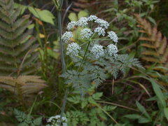 Conioselinum chinense