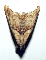 Palthis angulalis