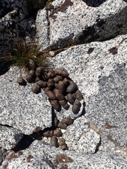 Marmota flaviventris