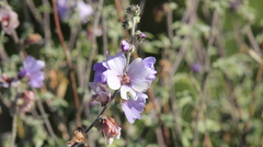 Althaea officinalis