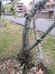 Tillandsia incarnata