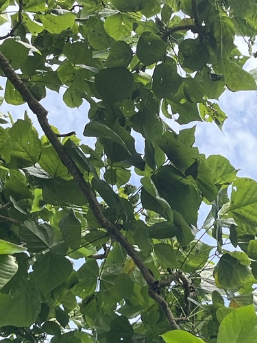 Coral trees