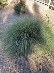 Festuca scoparia
