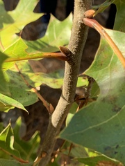 Quercus laevis