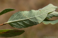 Lonicera caerulea cauriana