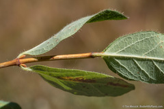Lonicera caerulea cauriana