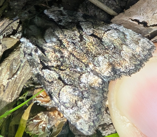 Large-spotted Dart photo 3