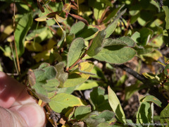 Lonicera caerulea cauriana
