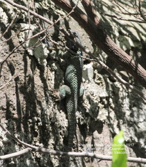 Sceloporus minor