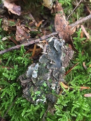 Peltigera lepidophora