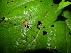 Cranaidae