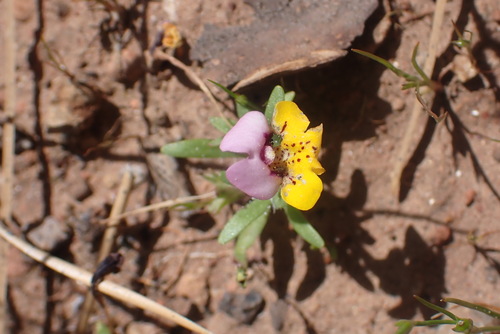 yellow-lip pansy monkeyflower (Diplacus pulchellus)