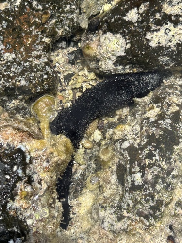 Holothuria fuscorubra, 2025-06-14