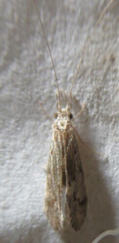 Ashy Long-horned Caddisfly photo 6