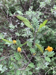 Chamaecrista greggii