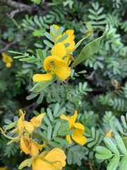 Chamaecrista greggii