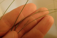 Aristida palustris