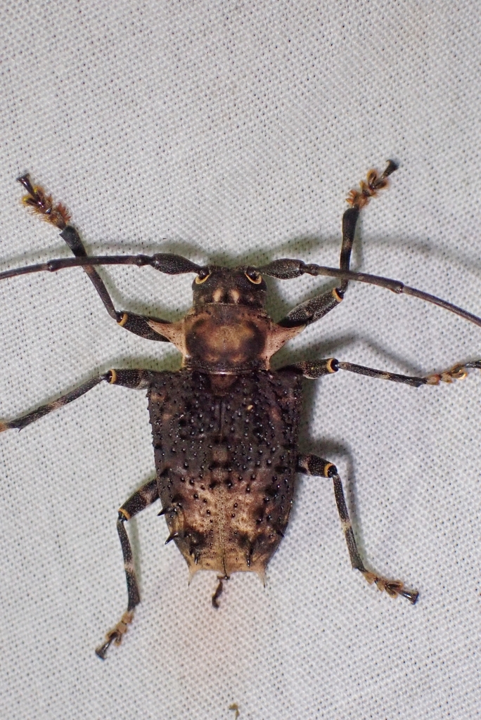 Polyrhaphis hystricina