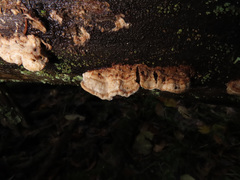 Fuscopostia lateritia