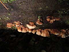 Fuscopostia lateritia