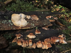 Fuscopostia lateritia