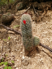 Mammillaria phitauiana