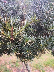 Podocarpus sprucei