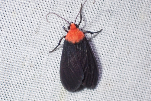 Haemanota
