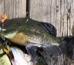 Lepomis macrochirus macrochirus