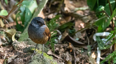 White-Browed Shortwing photo 1