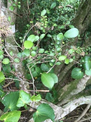 Streblus heterophyllus