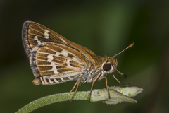 Taractrocera maevius