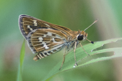 Taractrocera maevius