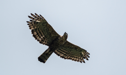 Elang Jawa (Nisaetus bartelsi)