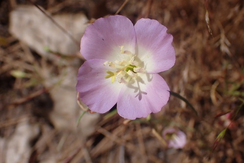 Glandular clarkia (Clarkia arcuata)