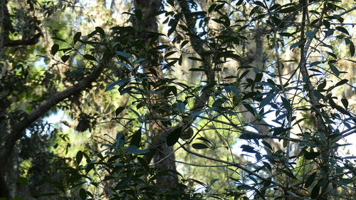 Vireonidae image