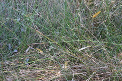 Juncus mexicanus