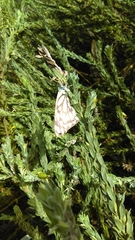 Belenois java teutonia