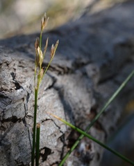 Juncus mexicanus