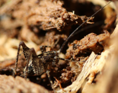 Pleioplectron simplex